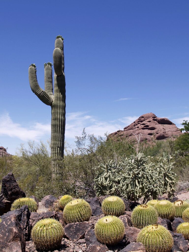 Phoenix Arizona